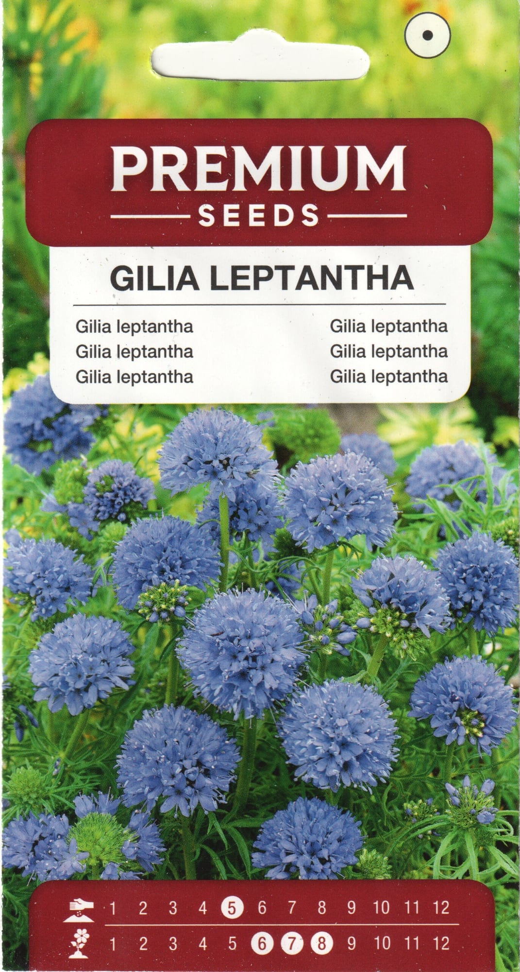Kahvatu giilia
