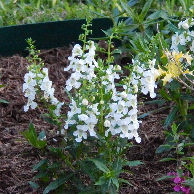 Inglilill "Serenita White"