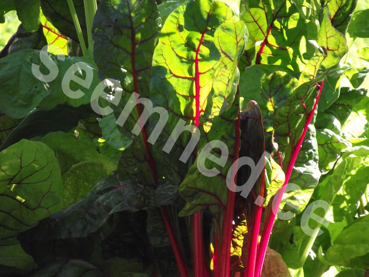 Lehtpeet  "Rhubarb Chard"