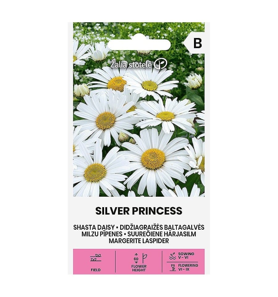 Suur härjasilm "Silver Princess"
