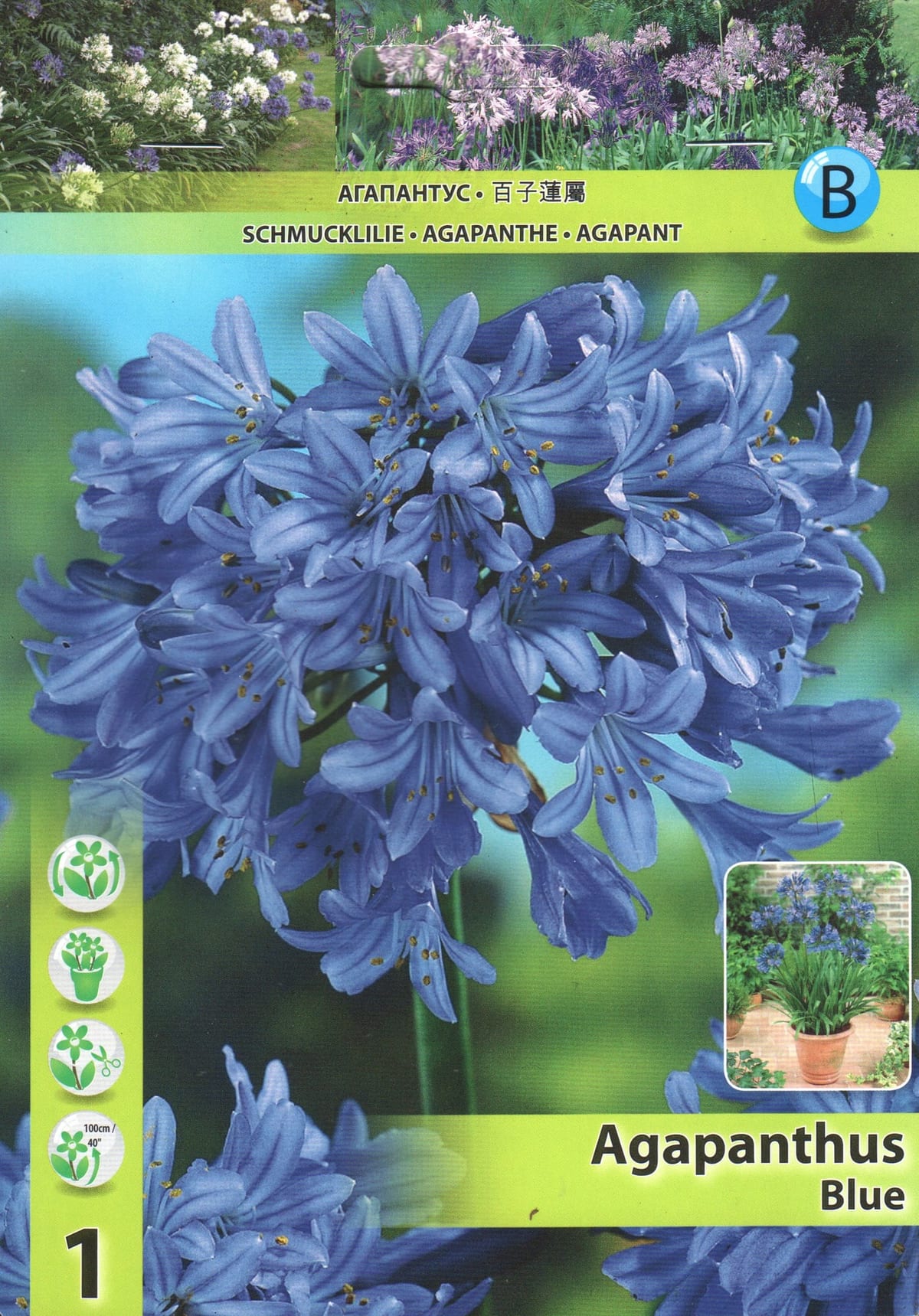 Lembeliilia "Blue"
