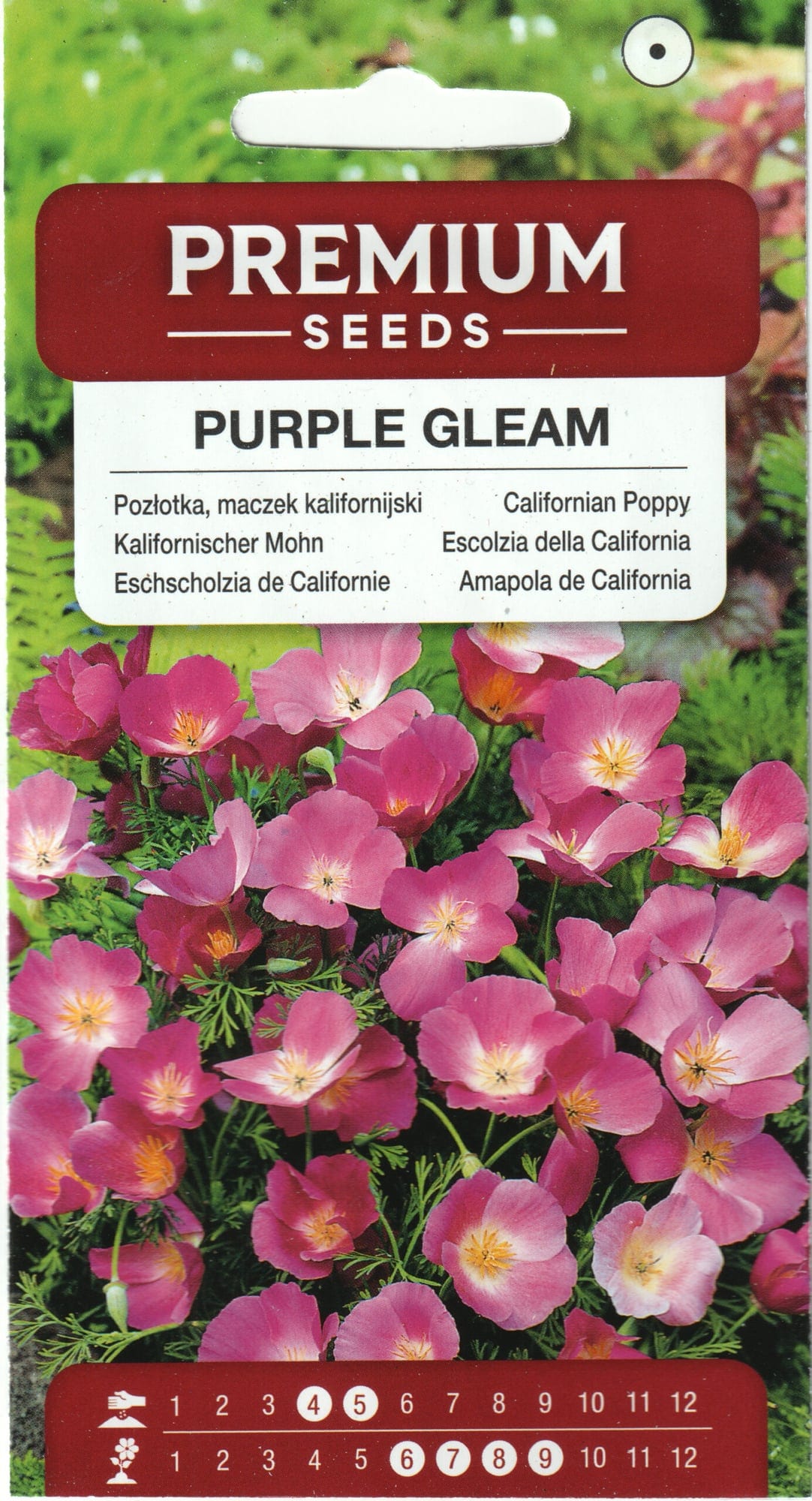 Kalifornia läänemagun "Purple Gleam"