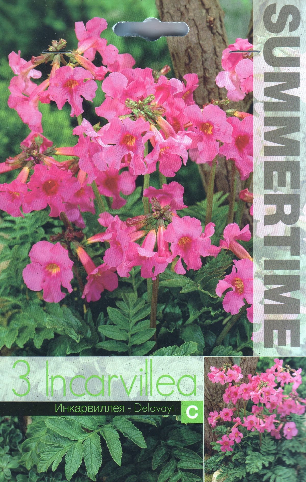 Delavay inkarvillea