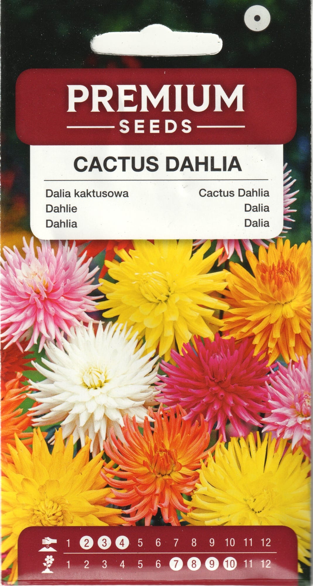 Sulgjas daalia kaktusõieline segu