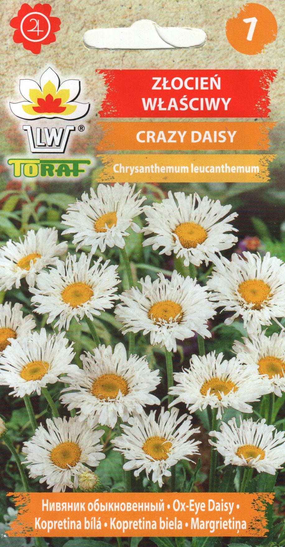 Suur härjasilm "Crazy Daisy"