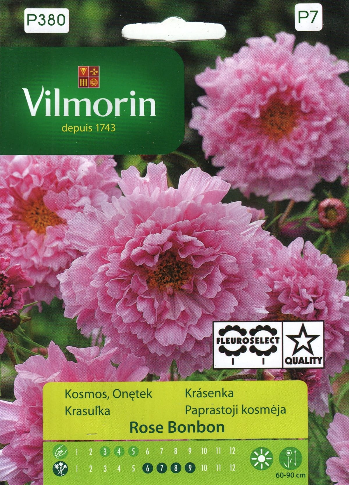 Kosmos "Rose Bon-Bon"