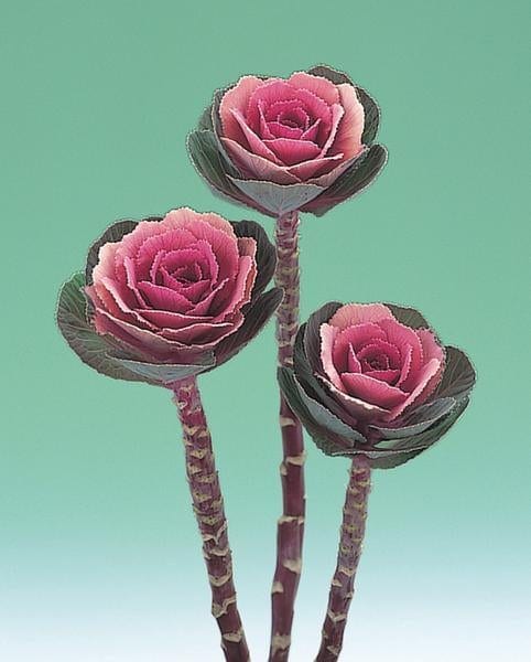 Dekoratiivkapsas "Crane Pink" F1