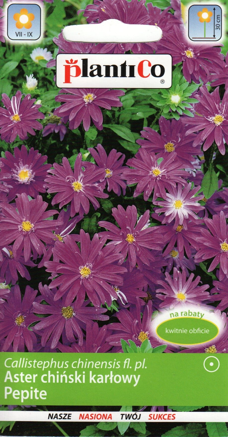 Aster "Pepite Purple"