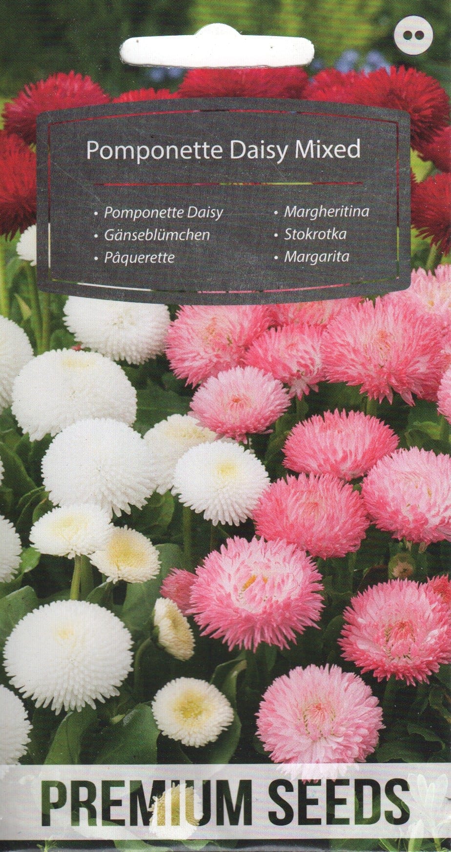 Harilik kirikakar "Pomponette Daisy Mixed"
