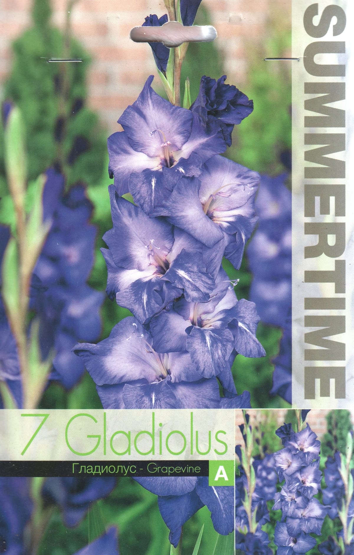Gladiool "Grapevine"
