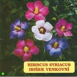 Süüria hibisk segu
