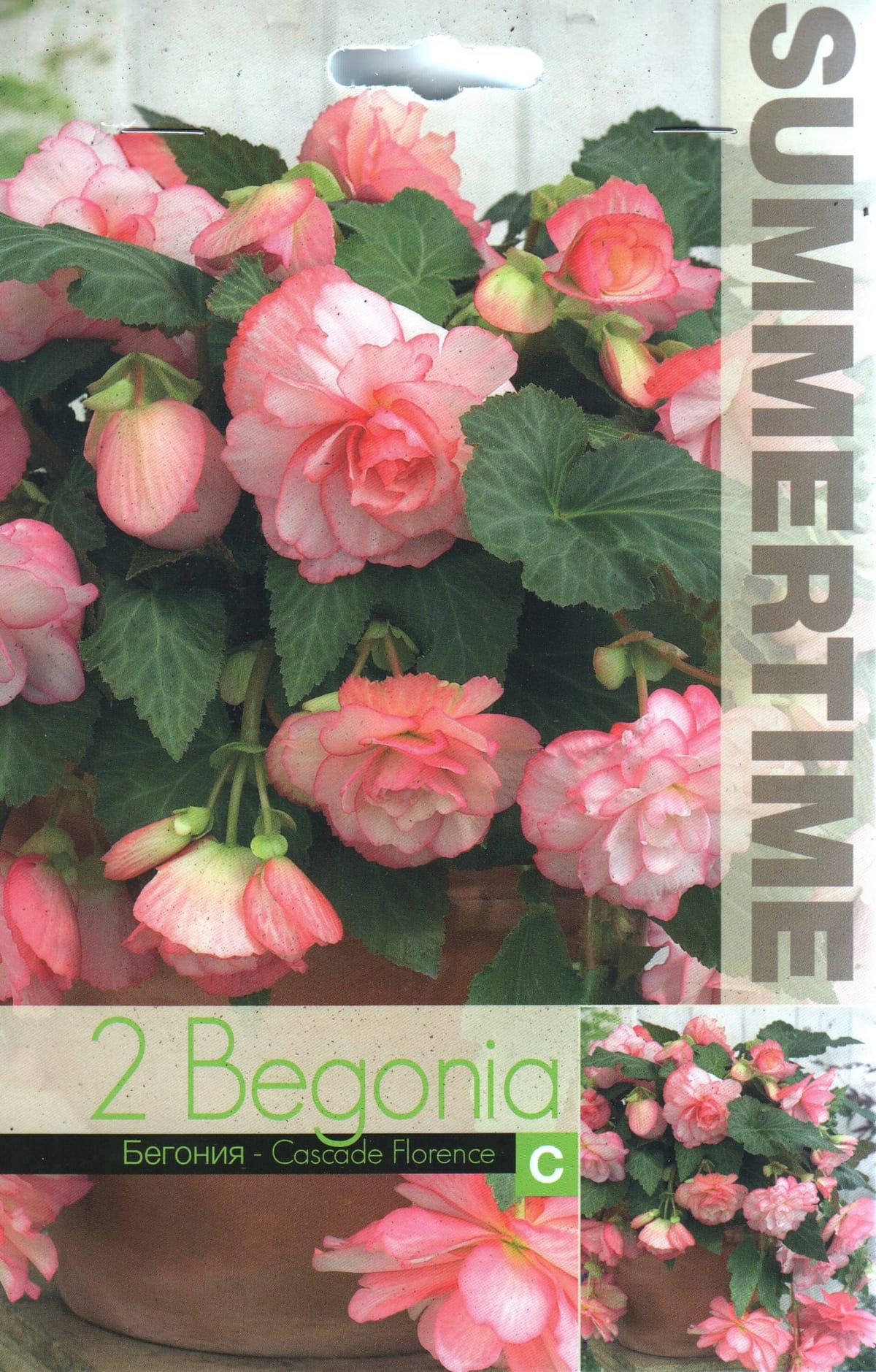 Ripp-mugulbegoonia "Cascade Florence"