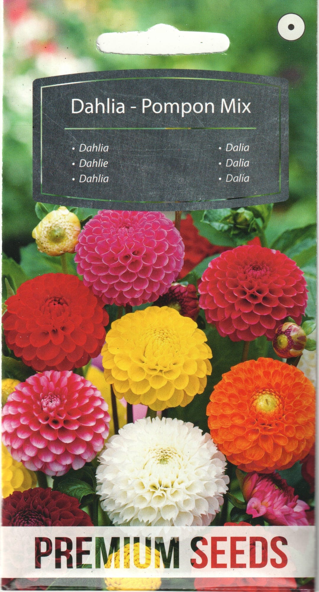 Sulgjas daalia "Pompon"