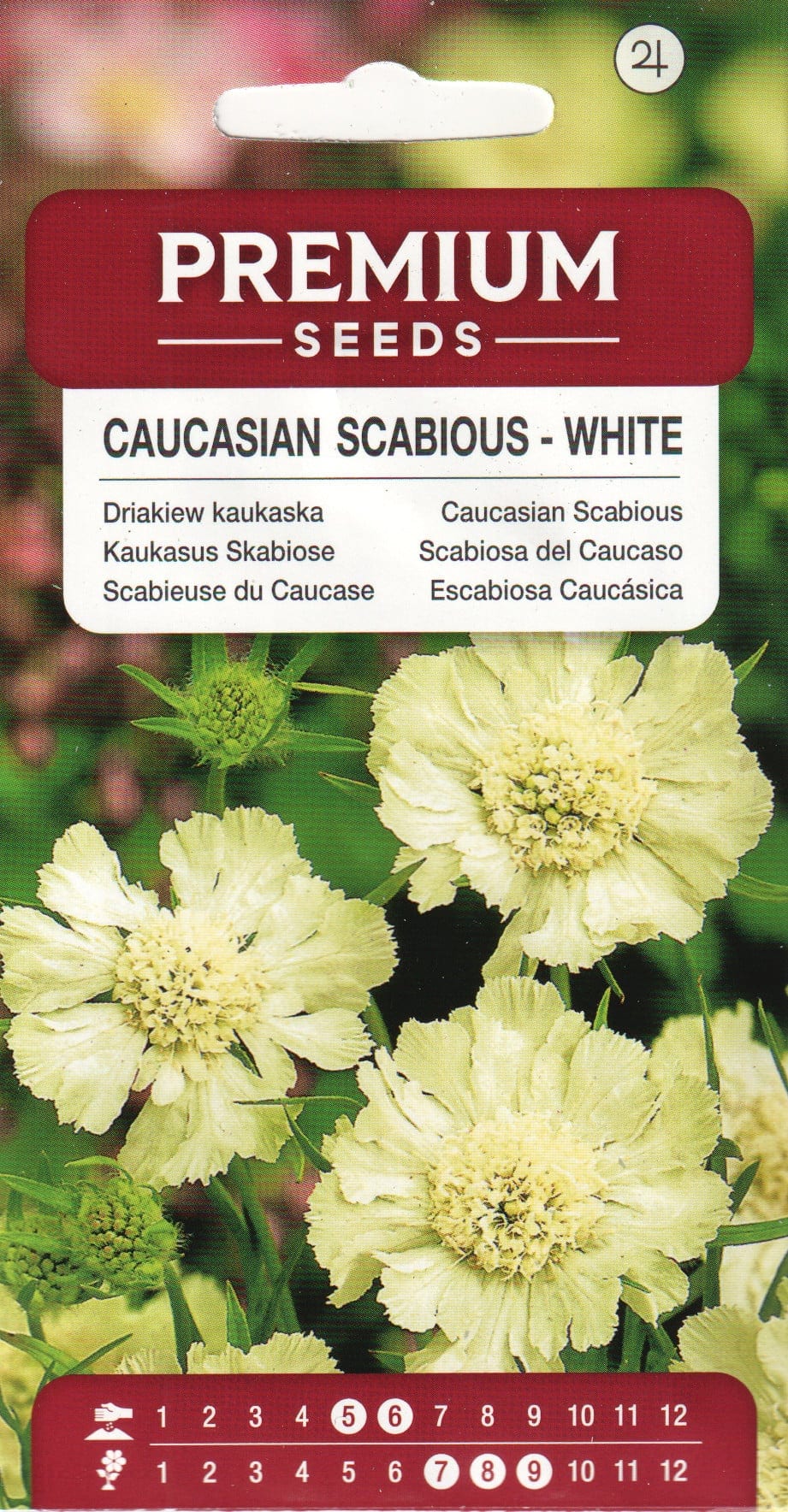 Kaukaasia tähtpea "White"