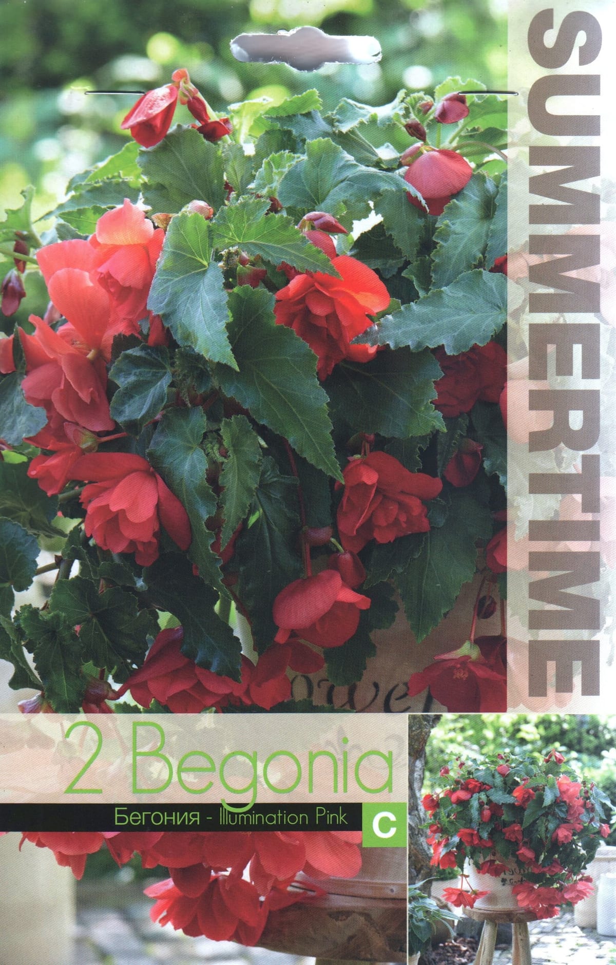 Ripp-mugulbegoonia "Illumination Pink"