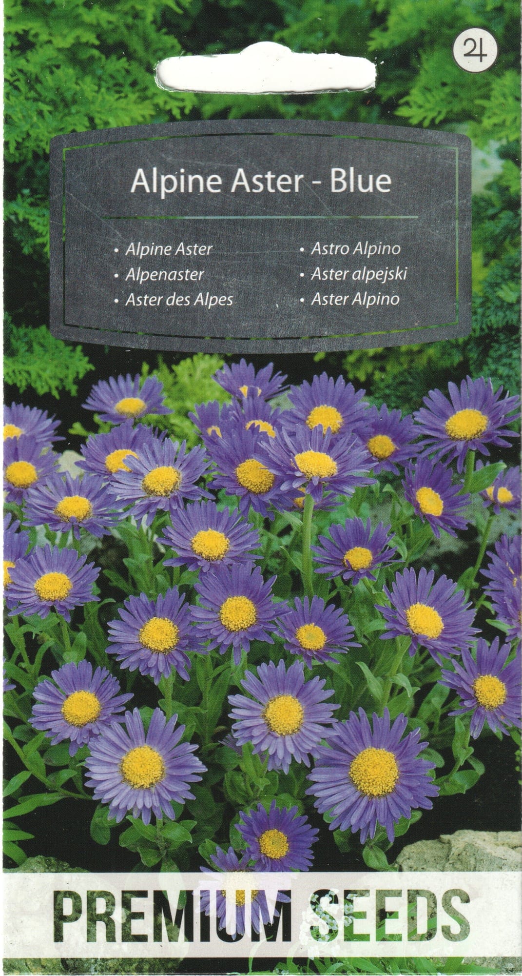 Alpi aster "Blue"
