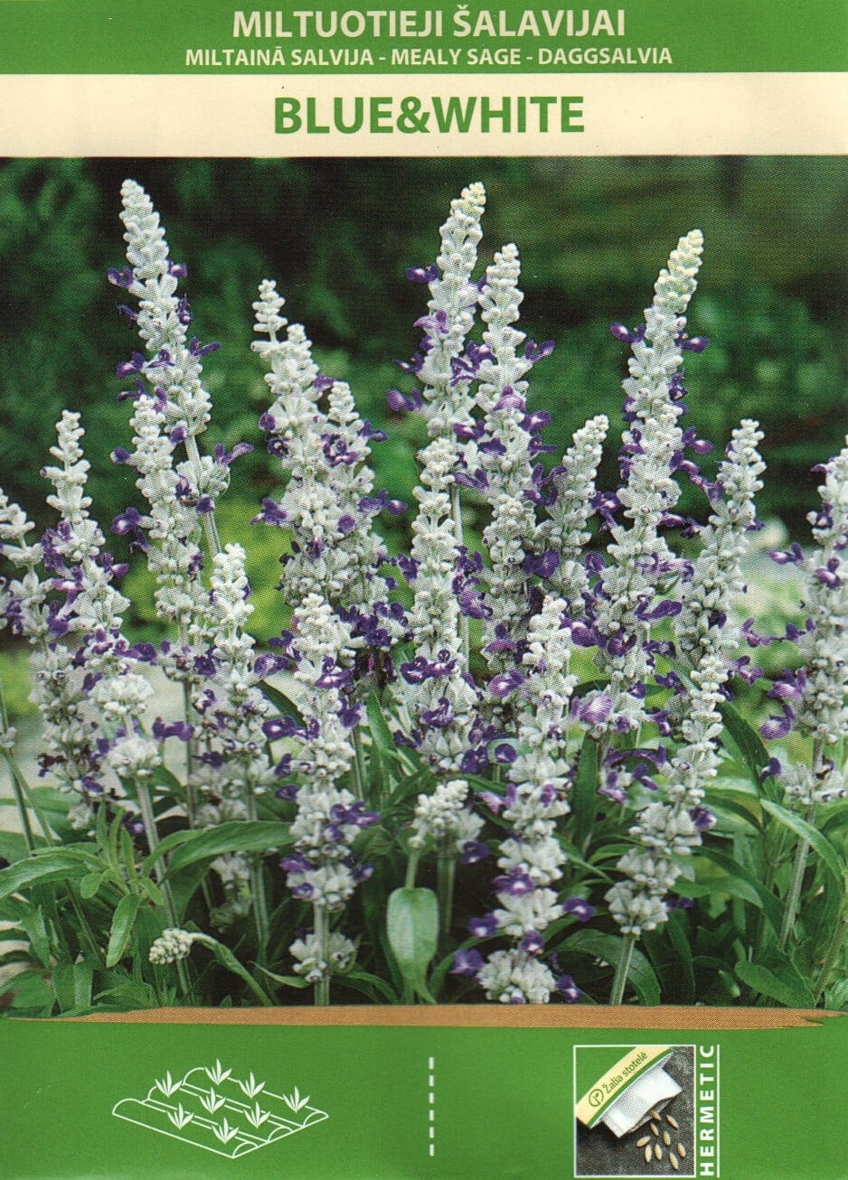Hall salvei "Blue & White"