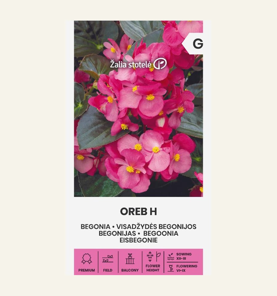 Alatiõitsev begoonia "Oreb" F1