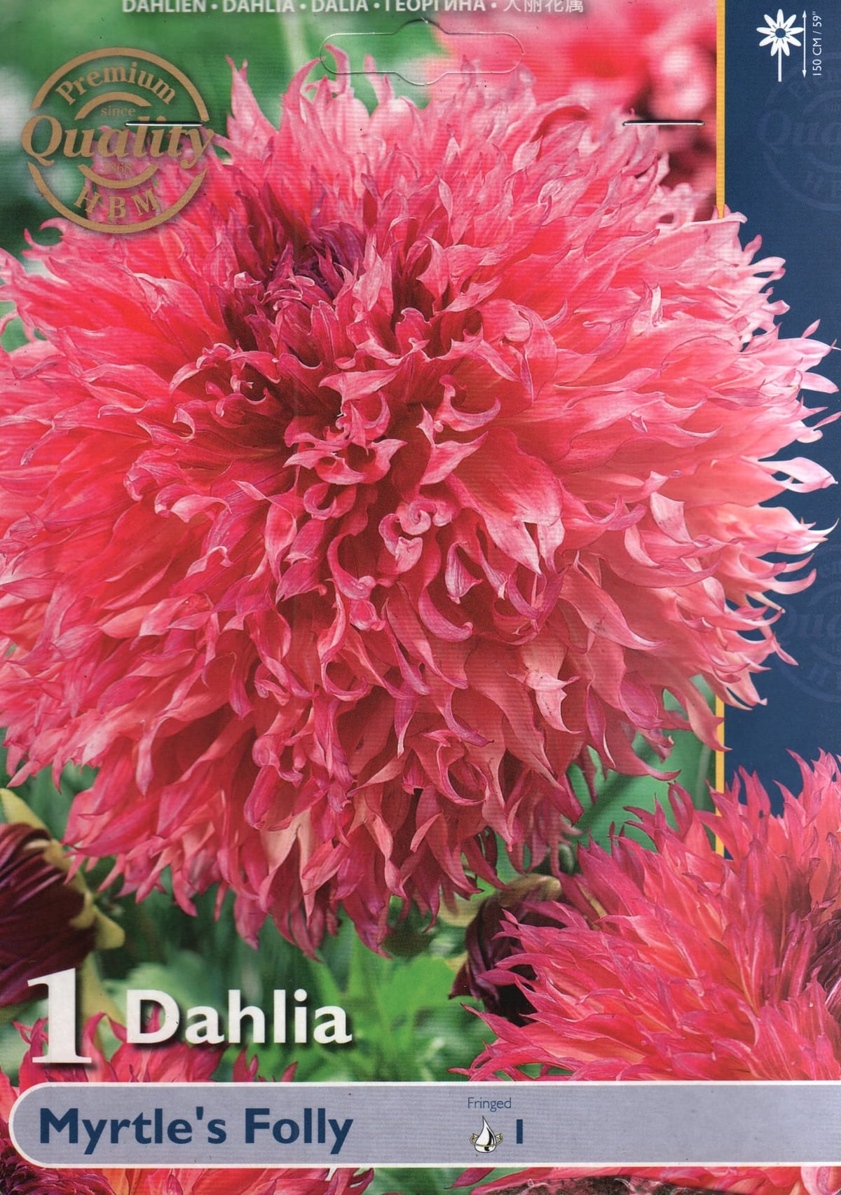 Kaktusdaalia "Myrtle`s Folly"