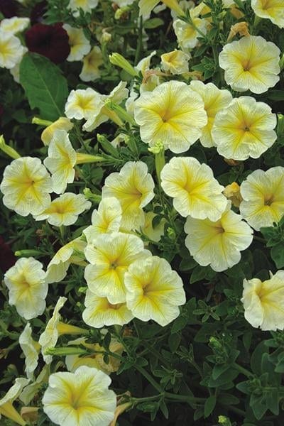 Ripp-petuunia "Lavina Crazy Yellow" F1