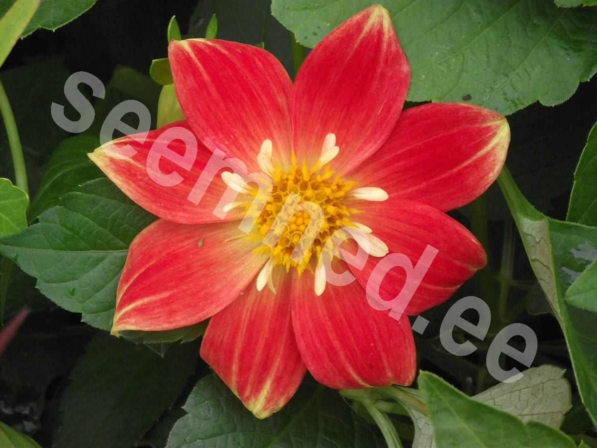Aed-daalia "Collarette Dandy"