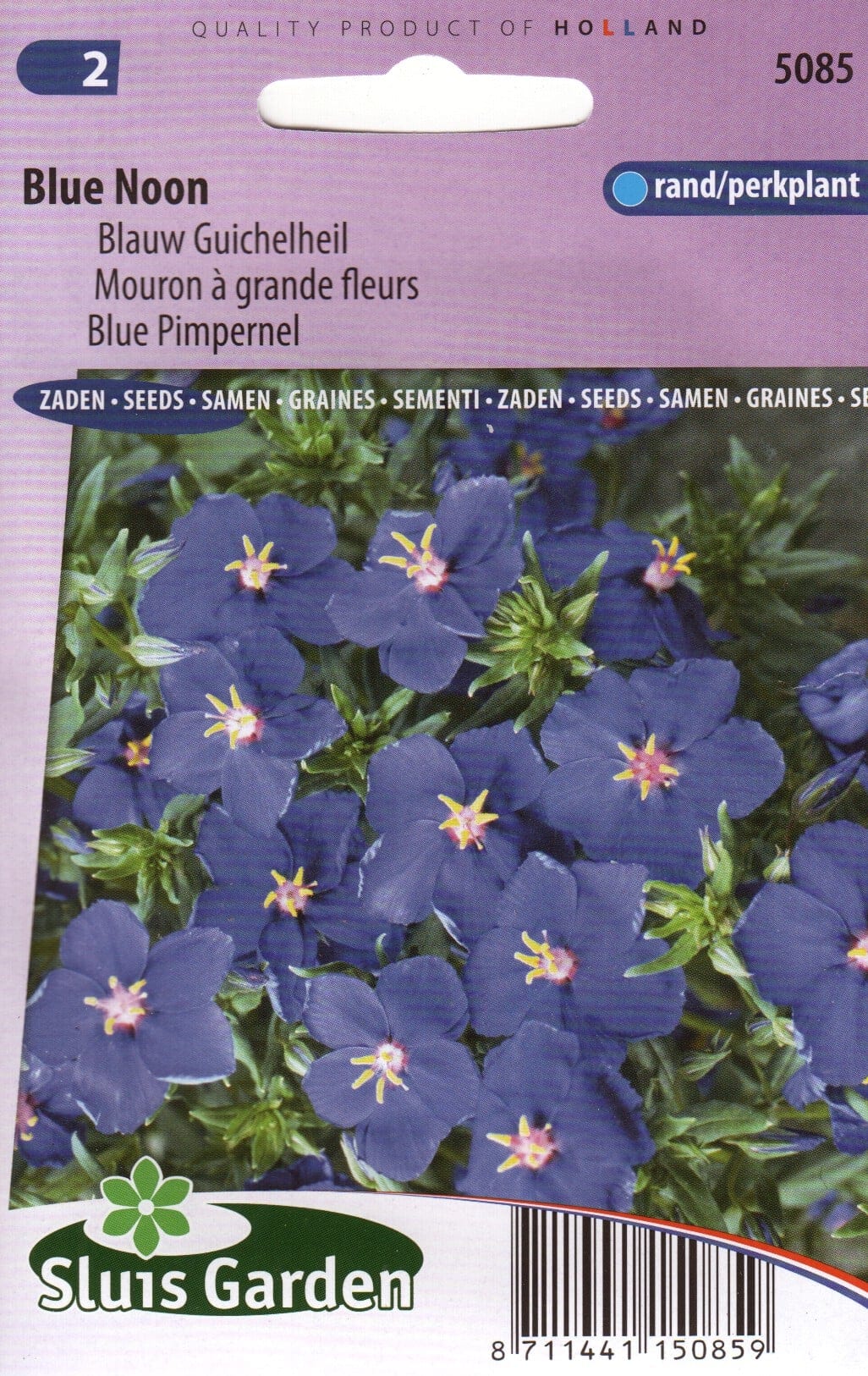 Suureõiene varsapõlv  "Blue Noon"