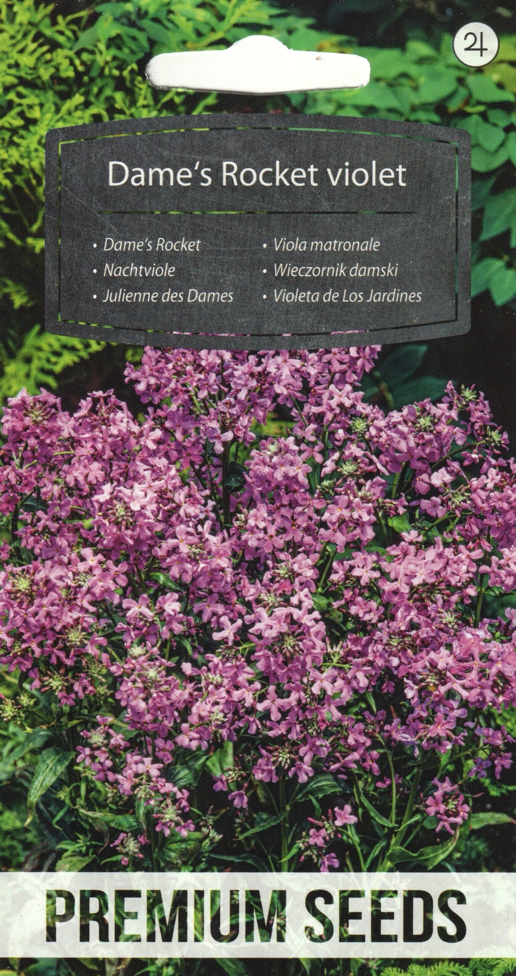 Harilik öölill "Dame`s Rocket Violet"