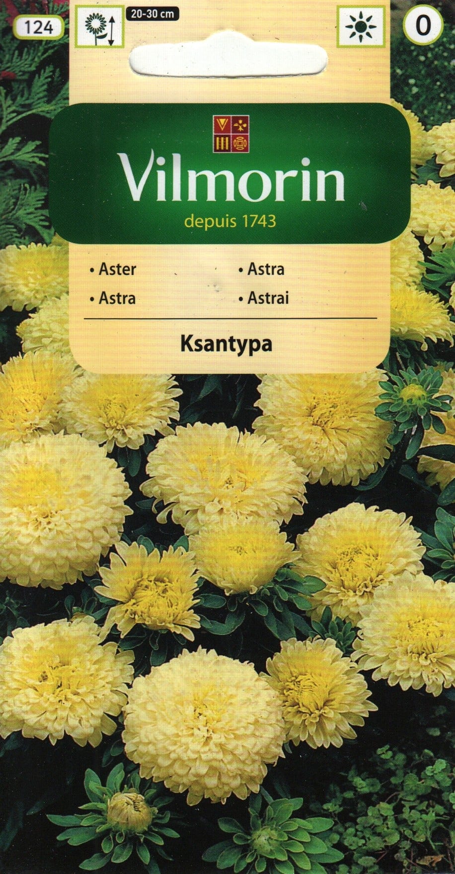 Aster "Ksantypa"