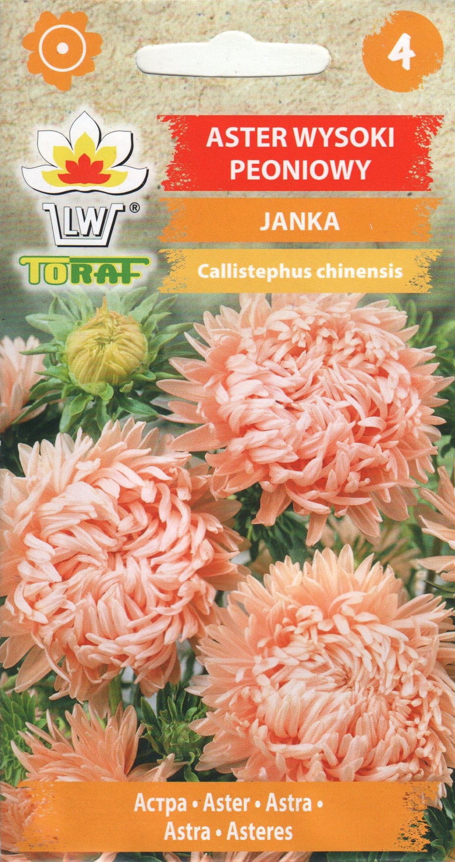Aster "Janka"