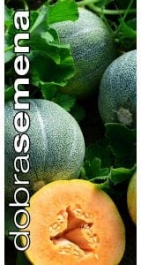 Melon "Petit Gris de Rennes"