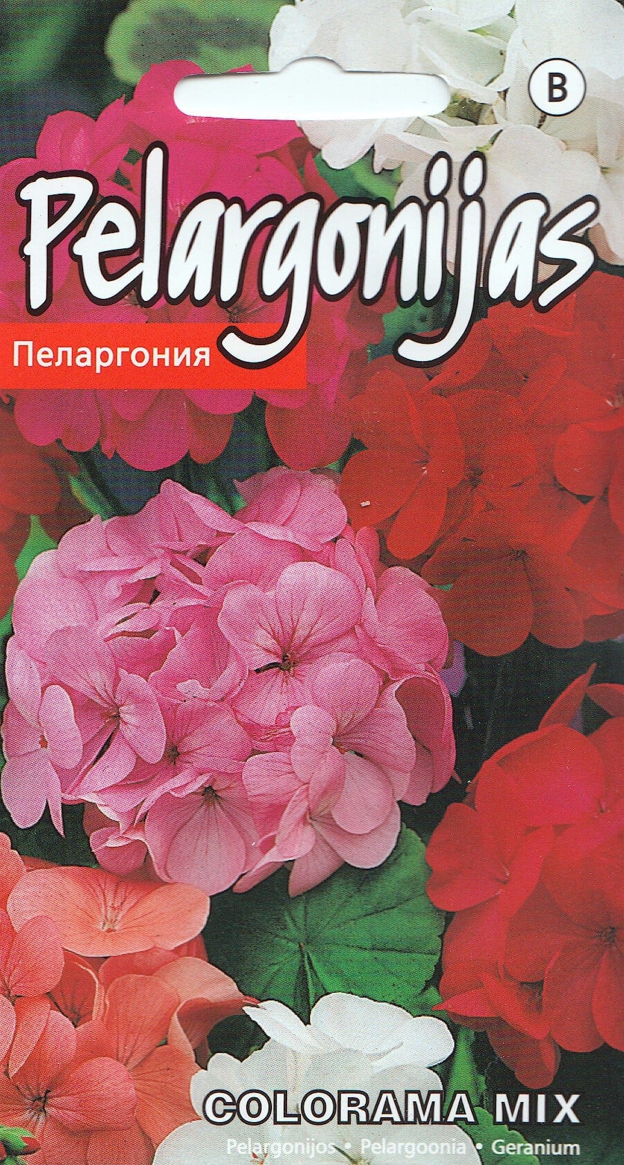 Pelargoon "Colorama mix"