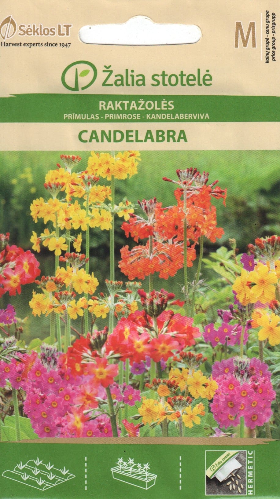 Priimula "Candelabra"
