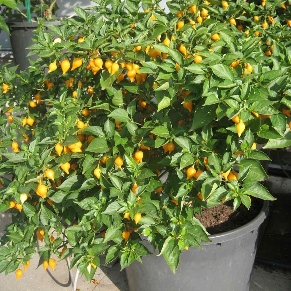 Kariibi paprika "Button Yellow"