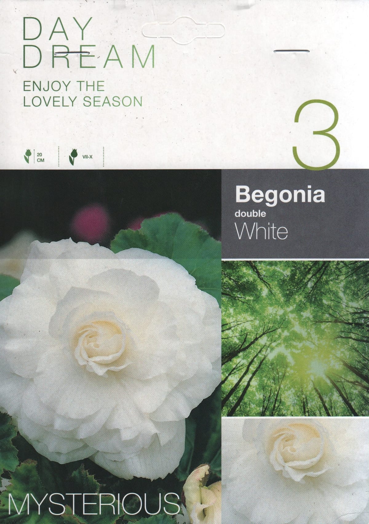Mugulbegoonia "White Double"