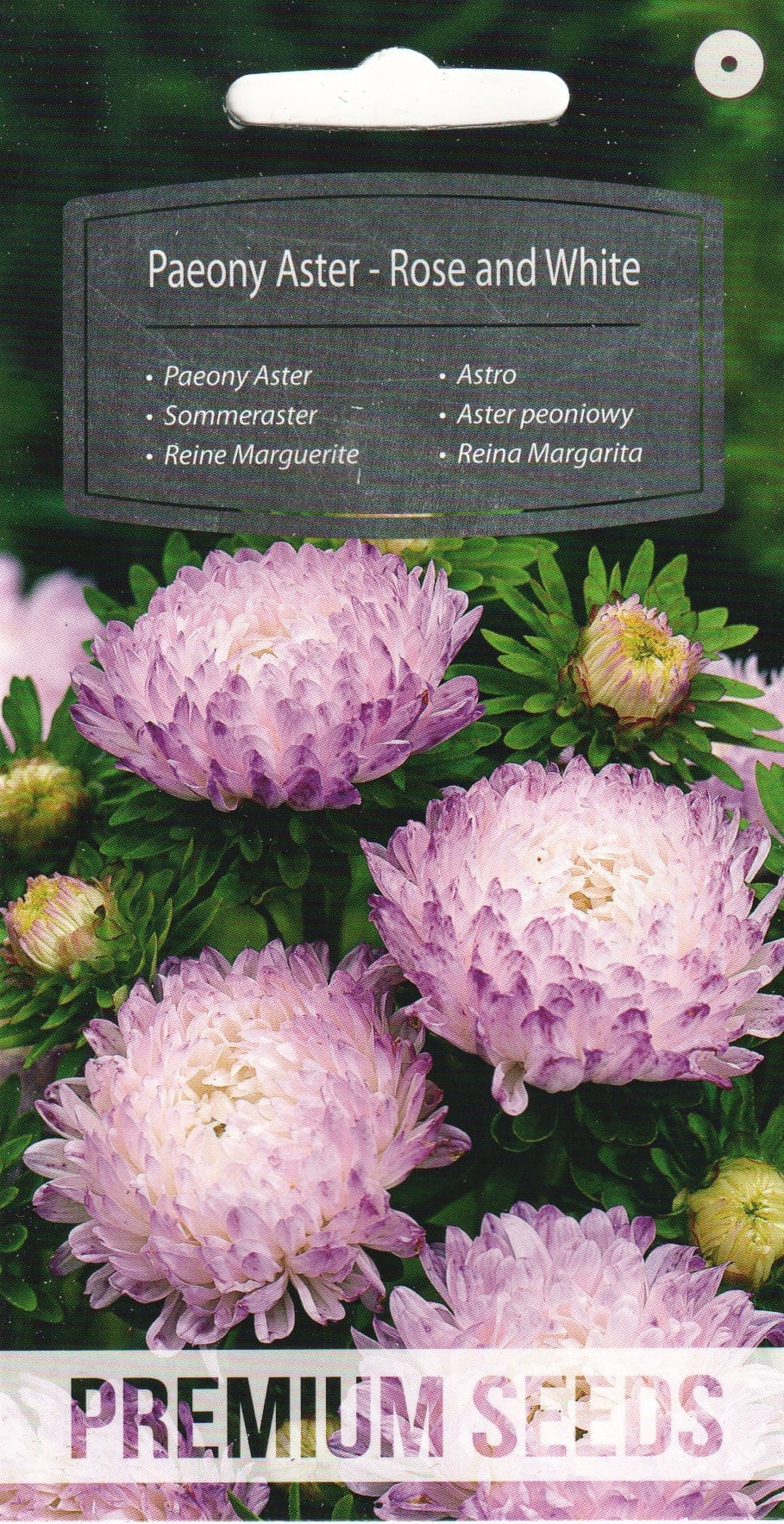 Aster "Rose and White"