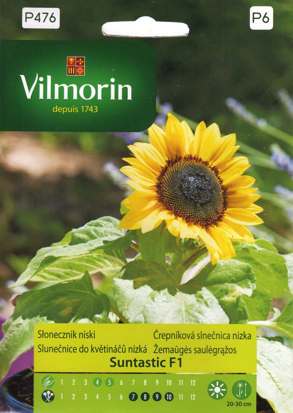 Harilik päevalill "Suntastic" F1