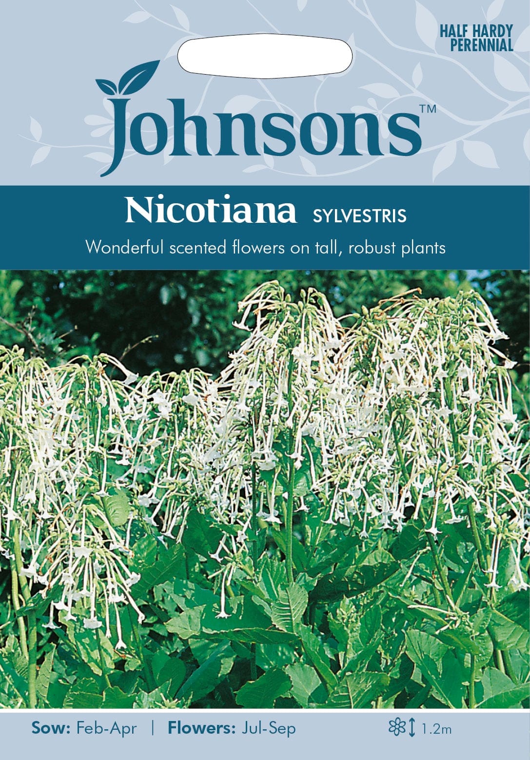 Metstubakas "Sylvestris"