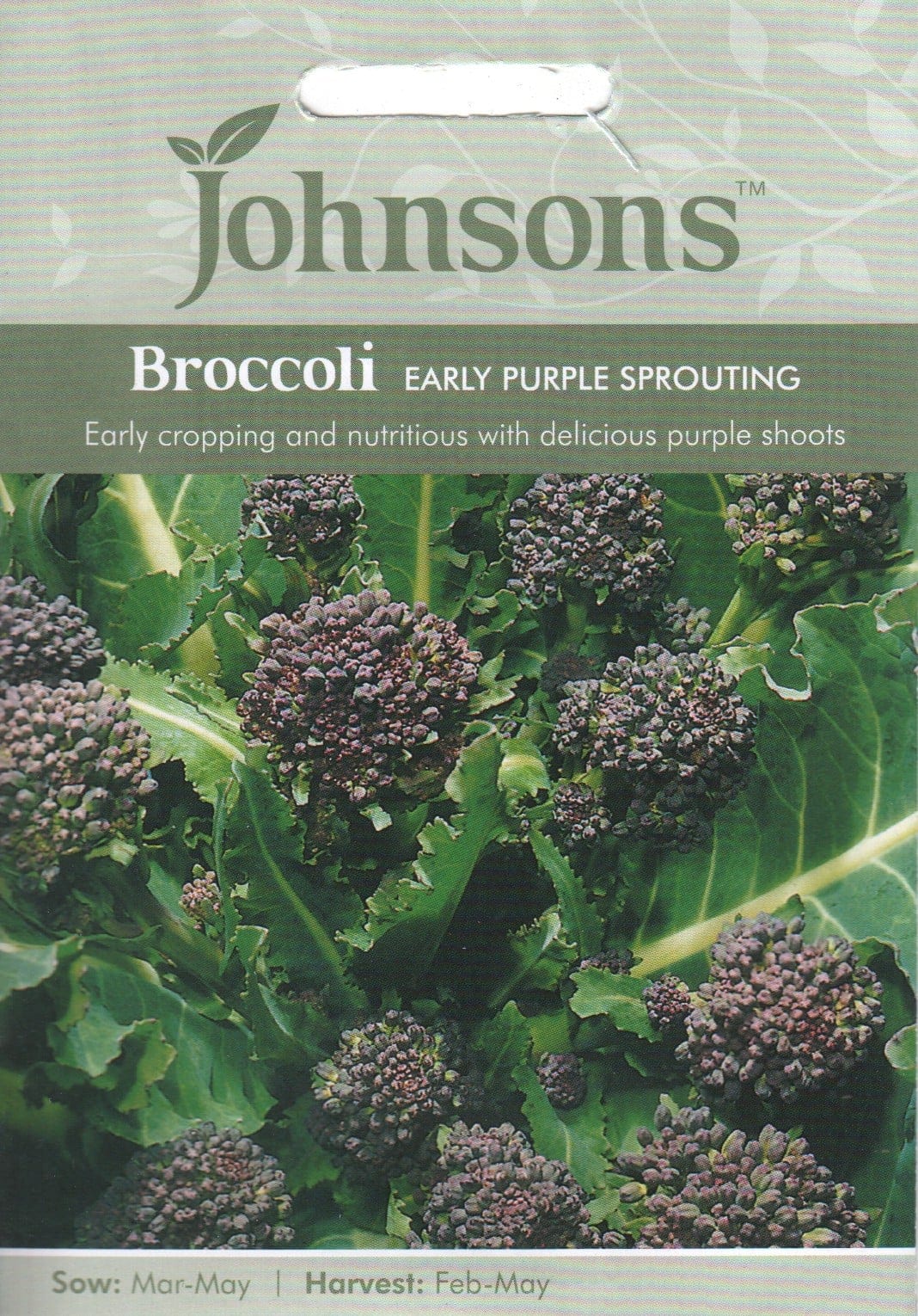 Lilla spargelkapsas "Early Purple Sprouting"