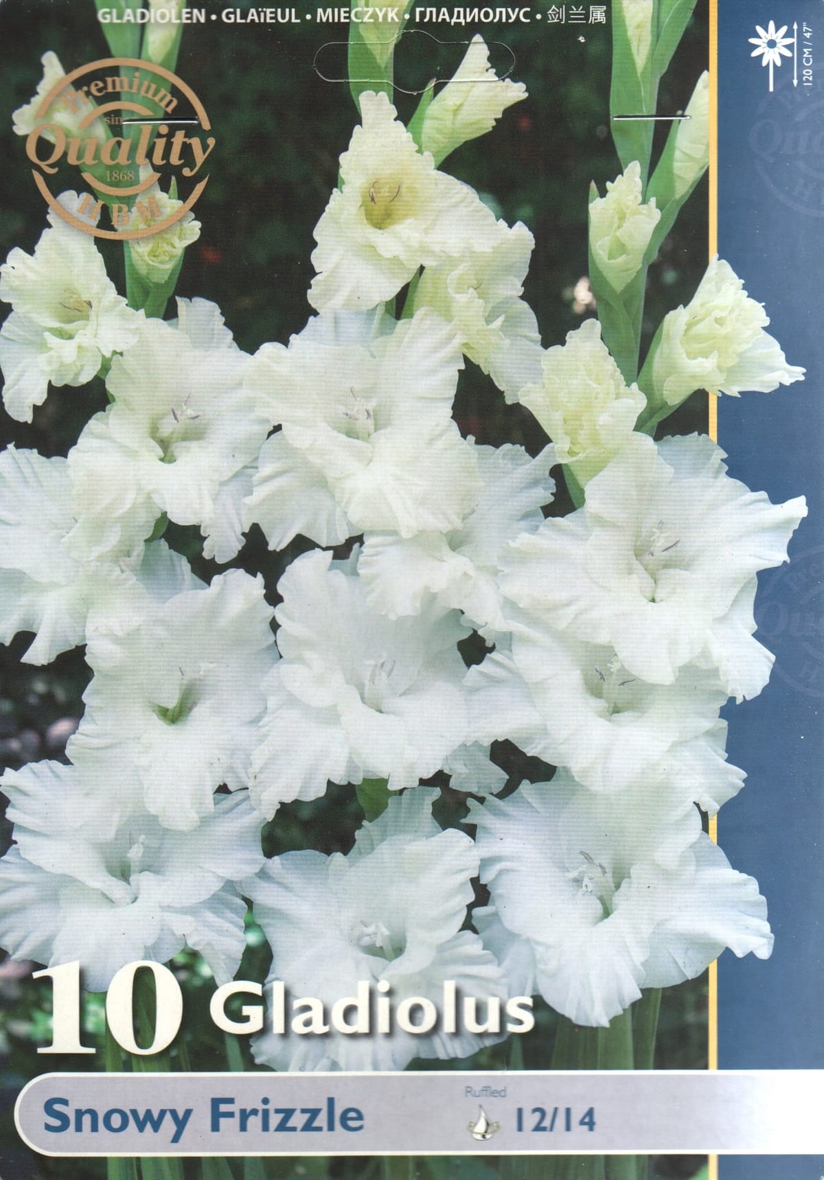 Gladiool "Snowy Frizzle"