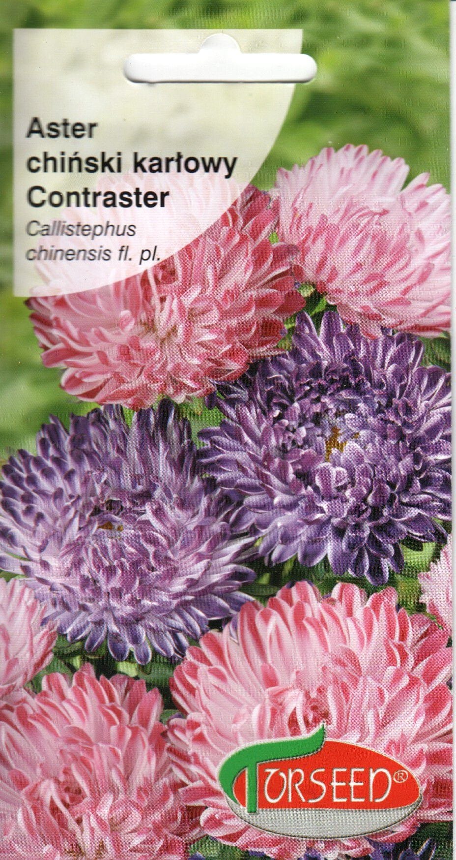 Aster "Contraster" segu