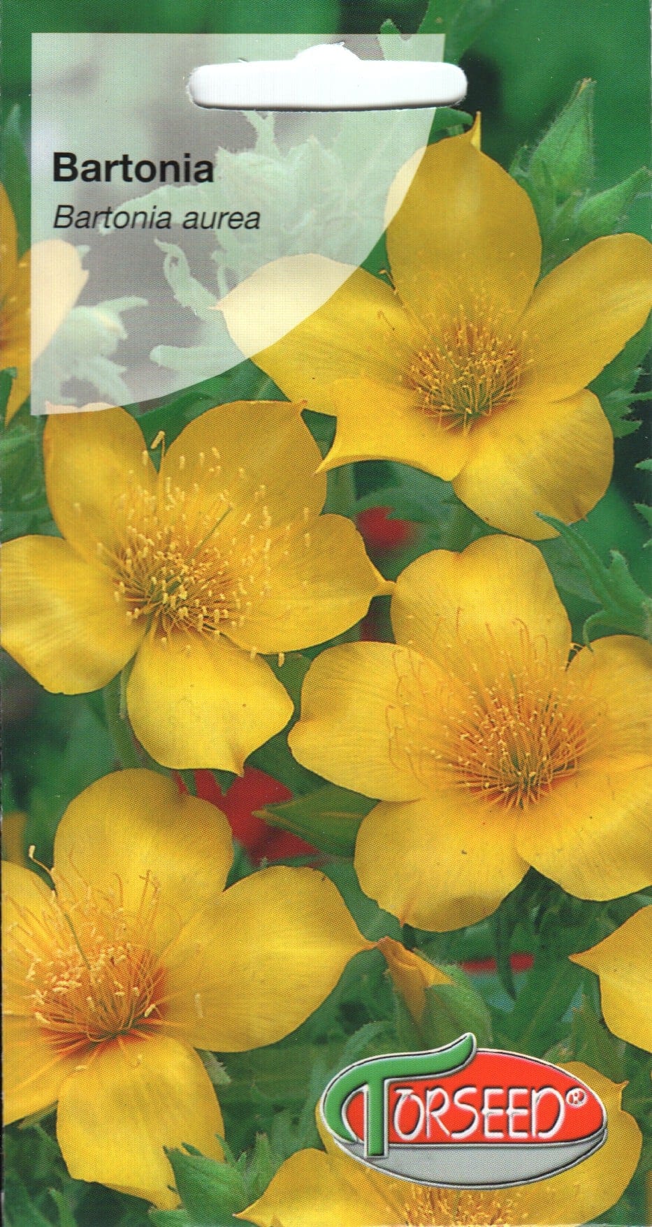 Kollane mentseelia