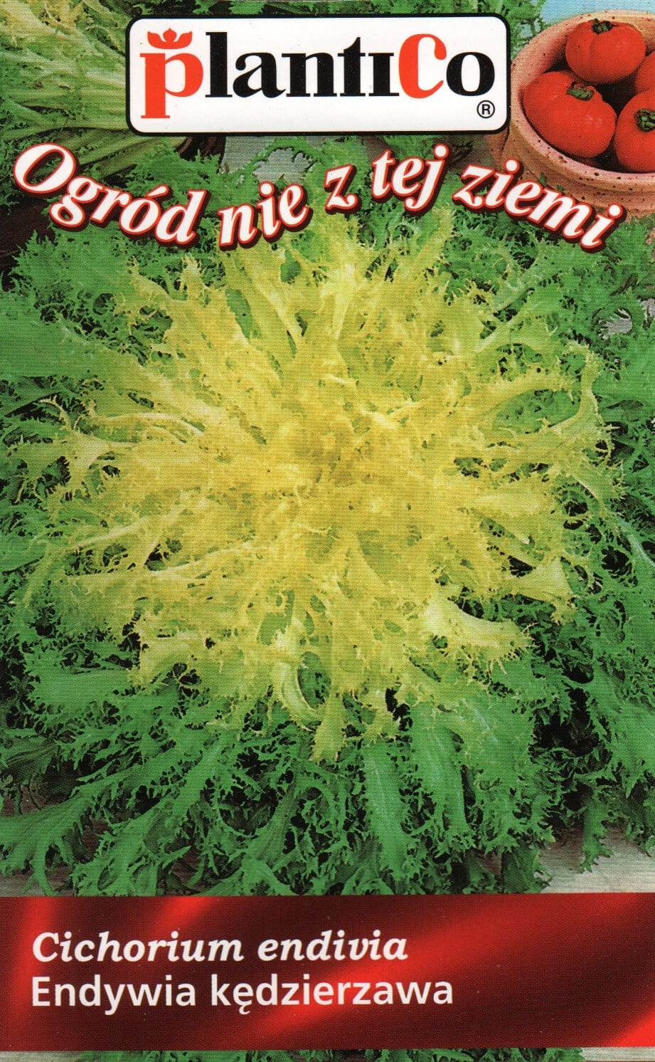 Kähar frisee-salat "Riccia cuor d`oro"