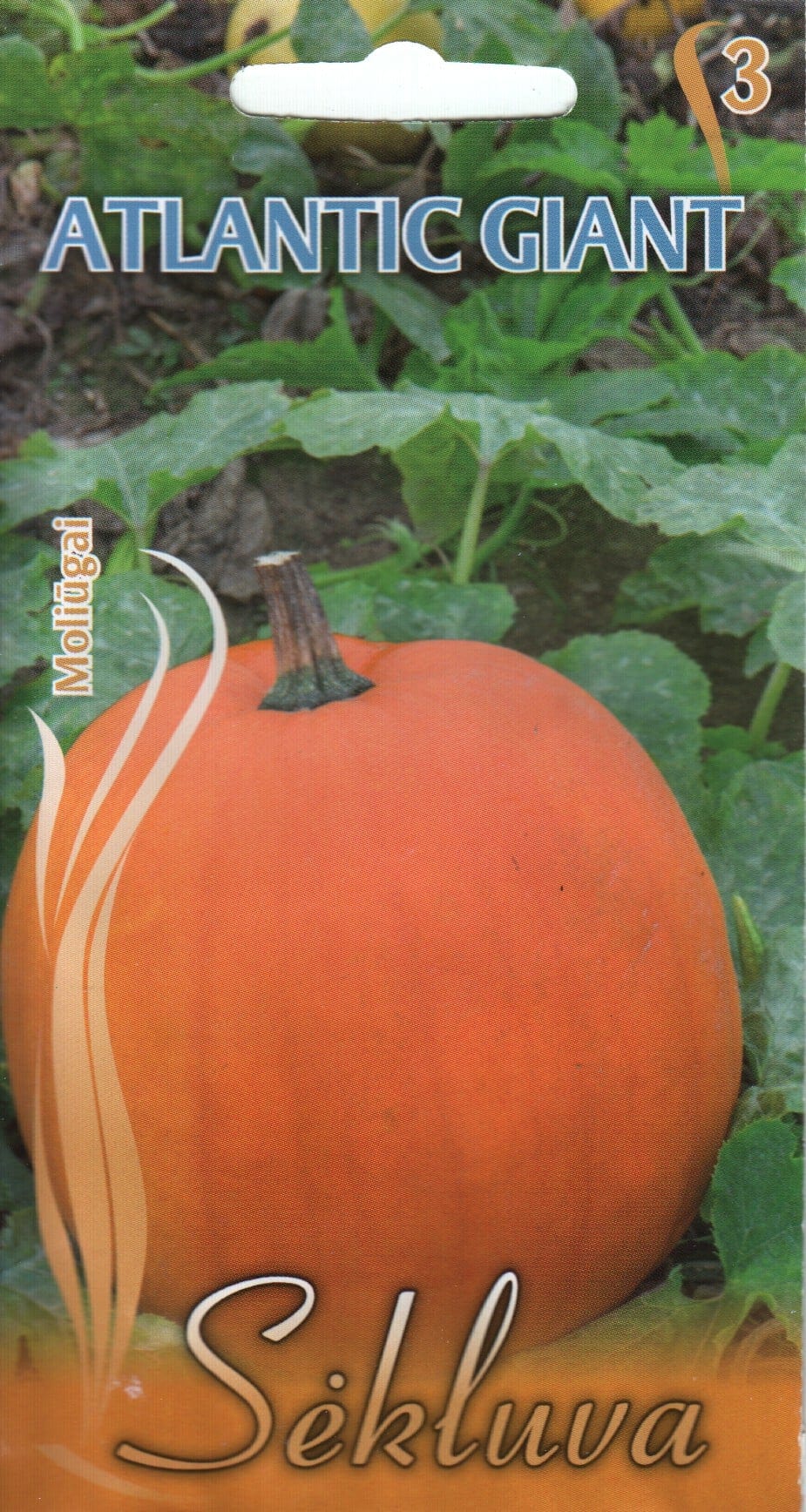 Kõrvits "Atlantic Giant"