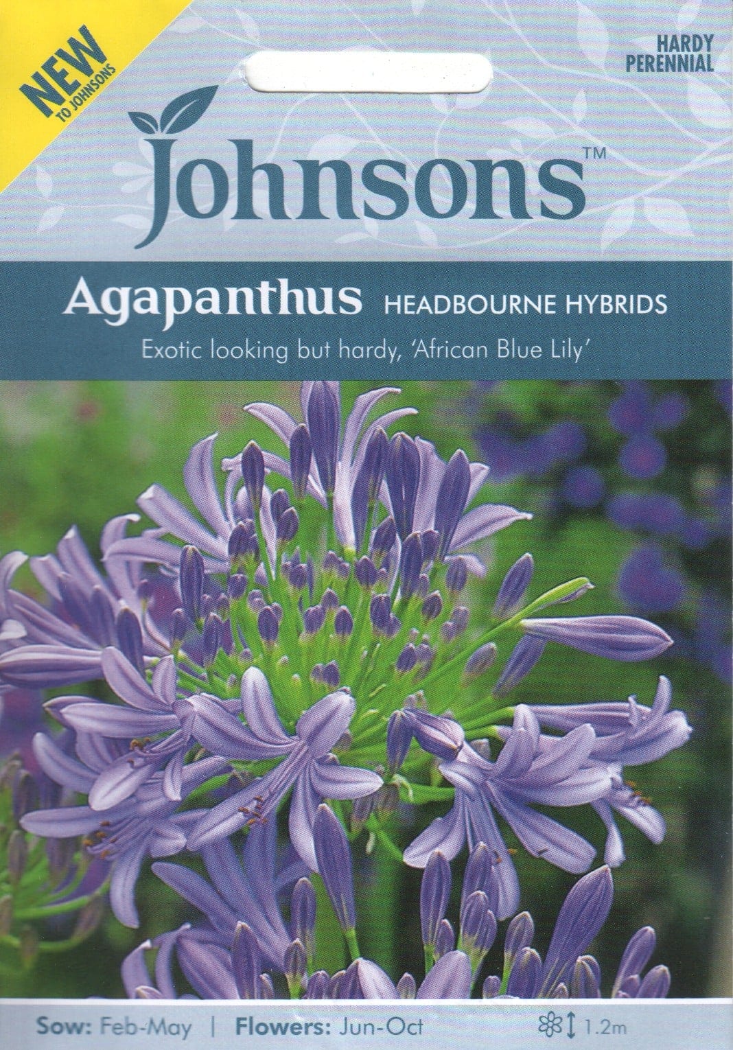 Aafrika lembeliilia "Headbourne Hybrids"