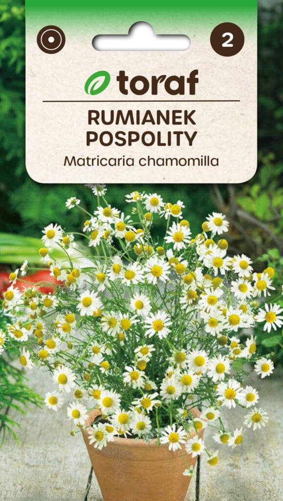 Teekummel
