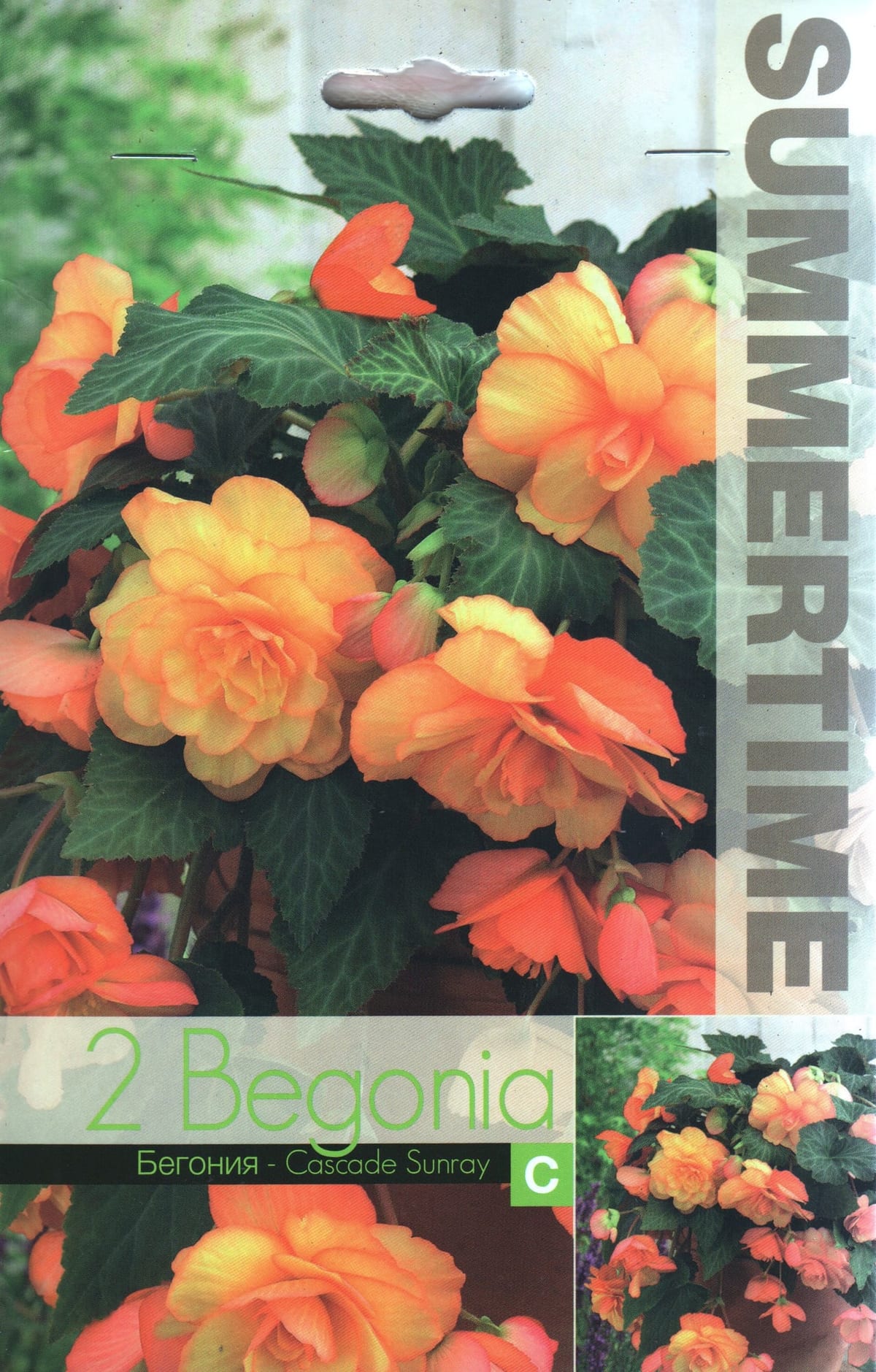 Ripp-mugulbegoonia "Cascade Sunray"