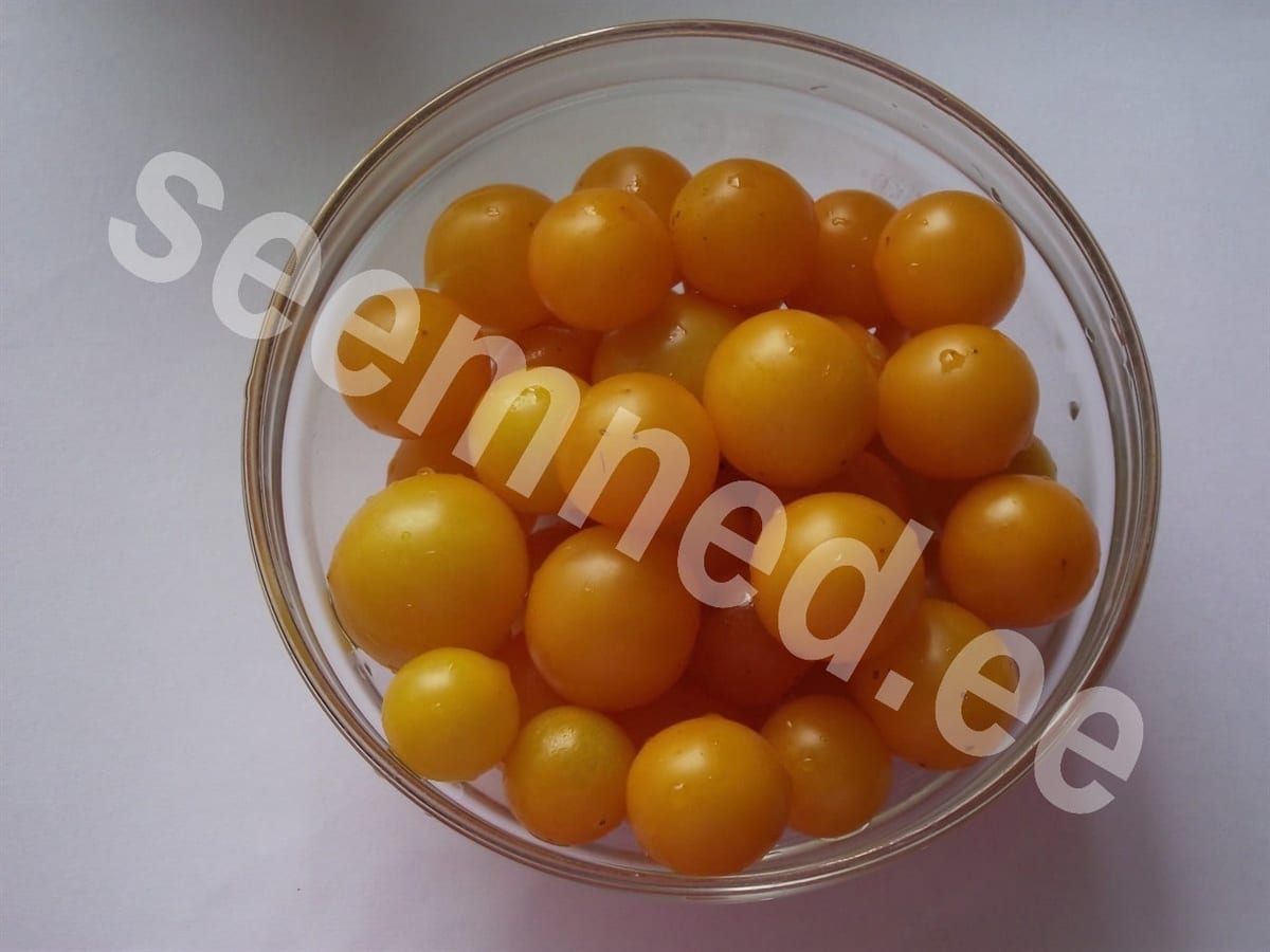 Tomat "Venus"