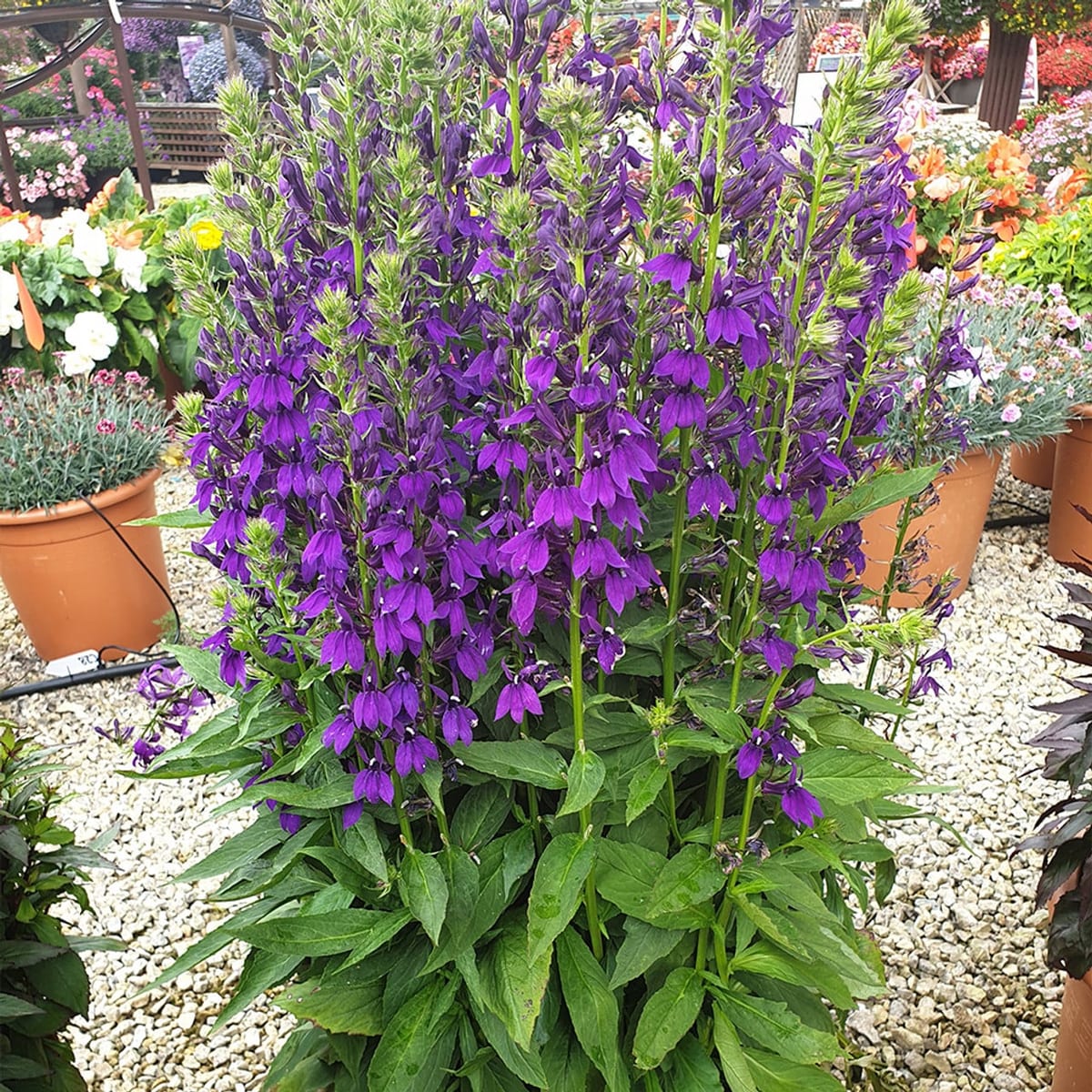 Eriline lobeelia "Starship Blue"