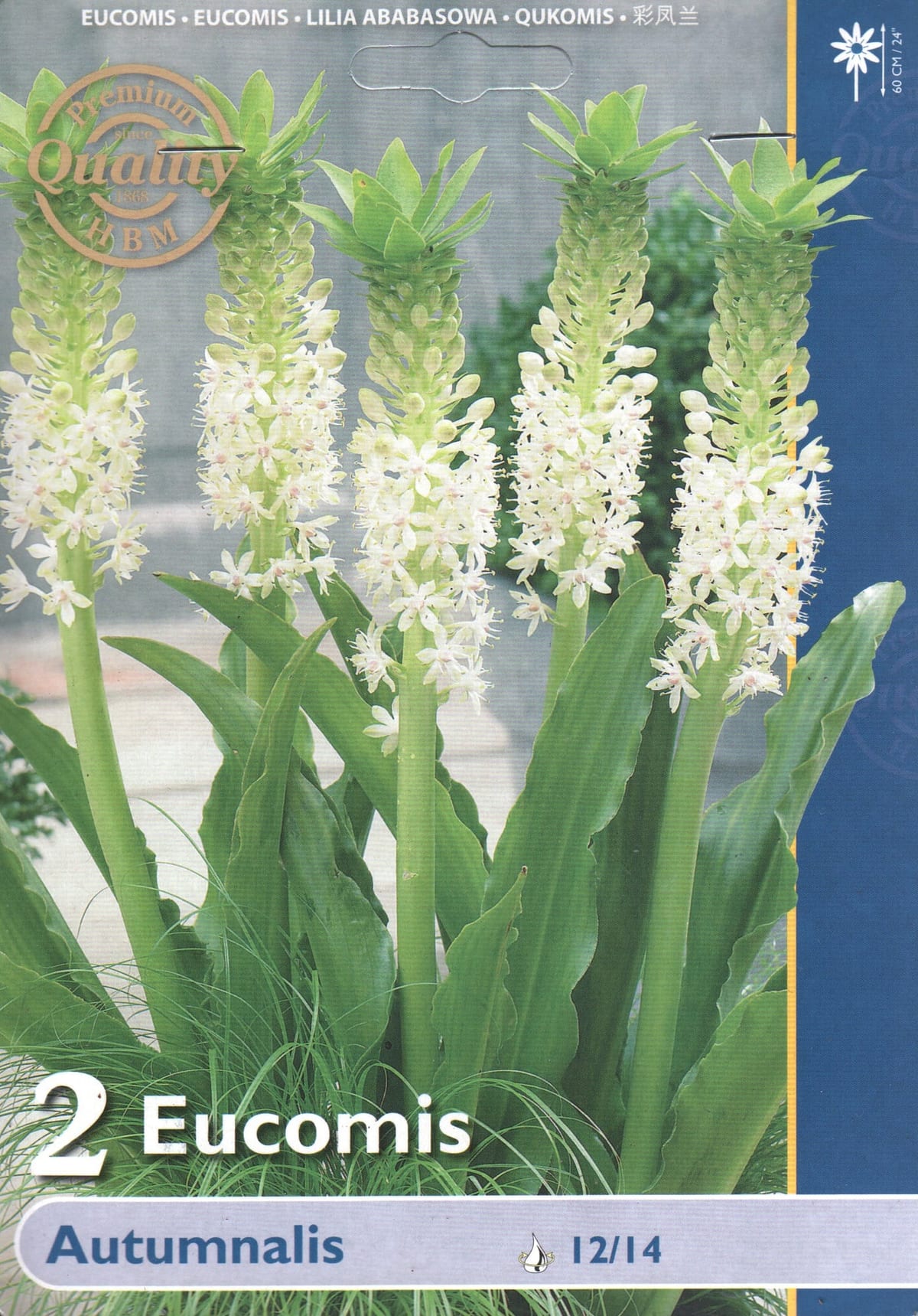 Tuttliilia "Autumnalis"