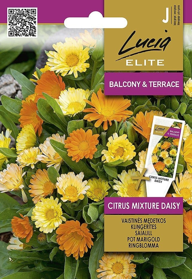 Saialill kääbuskasvuline "Citrus Mixture Daisy"